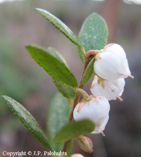 Chamaedaphne calyculata